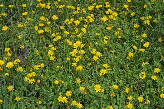 Yellow daisy in spring blooming meadow