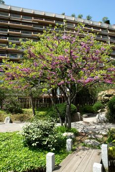 The cherry blossoms in Japanese garden of Monaco