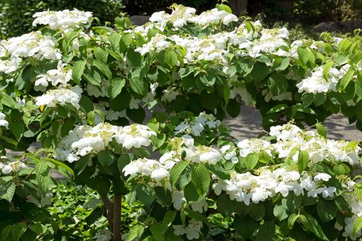 The image of a beautiful blossoming bush of jasmine