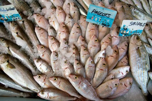 Display of fish on ice at a French fish market
