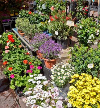 Outdoor flower market in city of Nice, France