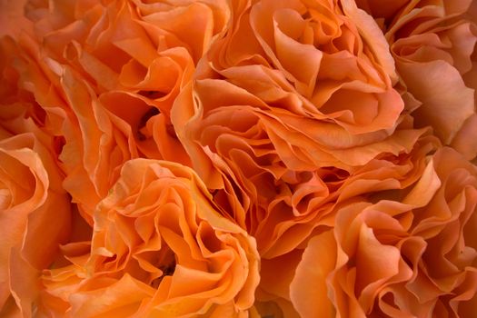 Background of bunch of orange roses closeup