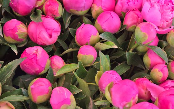 Background closeup of unopened buds pink peonies.