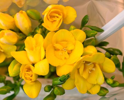 Vivid yellow freesia