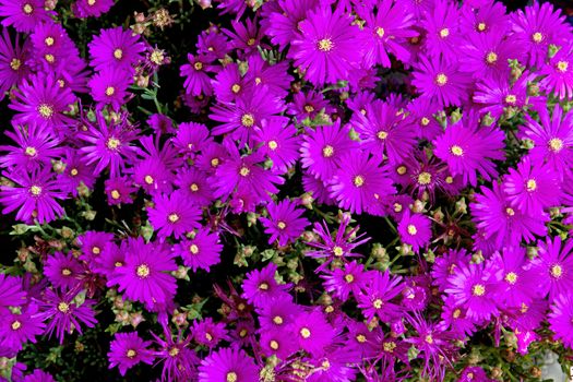 Background of violet flowers