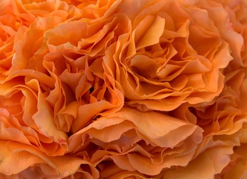 Background of bunch of orange roses closeup