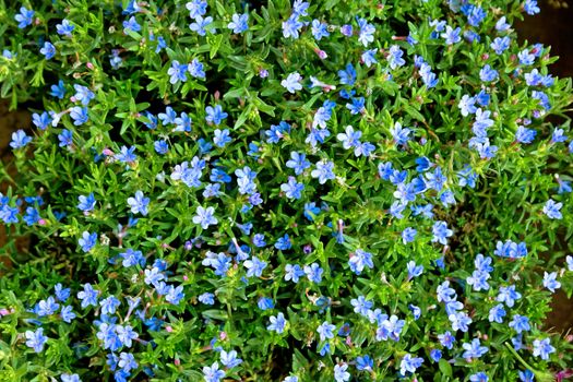 Backgrounds of wild blue flowers growing outdoors