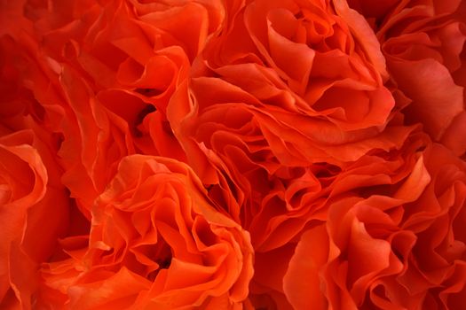 Background of bunch of red roses closeup
