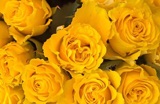 Background of bunch of yellow roses close up