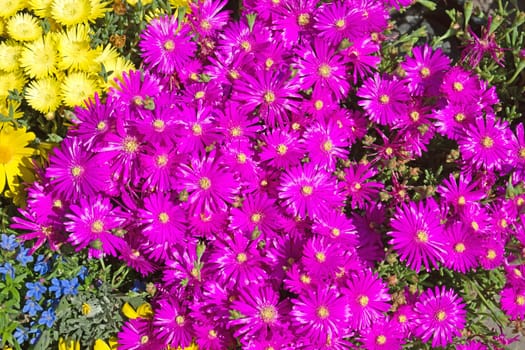 Background of violet flowers