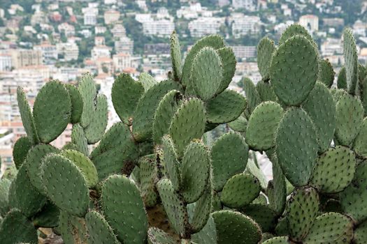 Cactus in front of a panoramic view of the city of Nice
