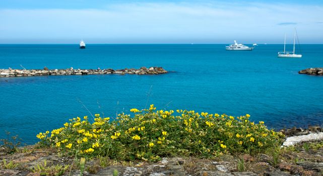 Yellow wild flowers overlooking the Mediterranean Sea. Antibes, France.
