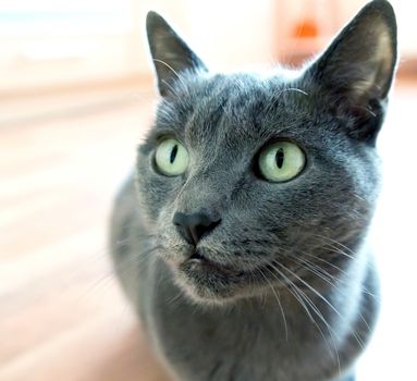 Portrait of a purebred Russian blue Cat