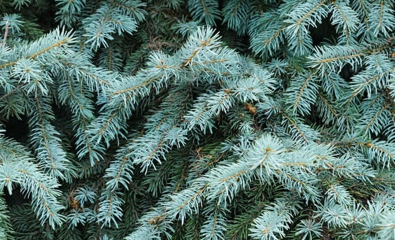 Close up of a blue spruce tree.