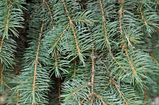 Close up of a green spruce tree.