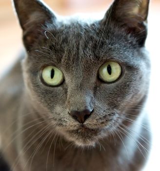 Portrait of a purebred Russian blue Cat