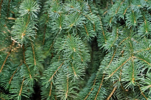 Close up of a green spruce tree.