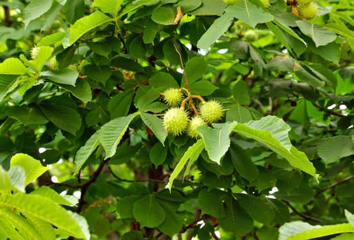Chestnuts on tree branch - Aesculus hippocastanum fruits.