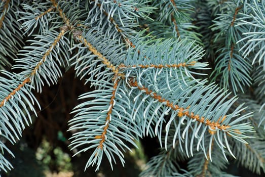 Close up of a blue spruce tree.