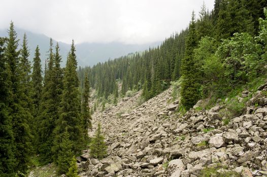 Summer alpine forests - fir forest in mountains
