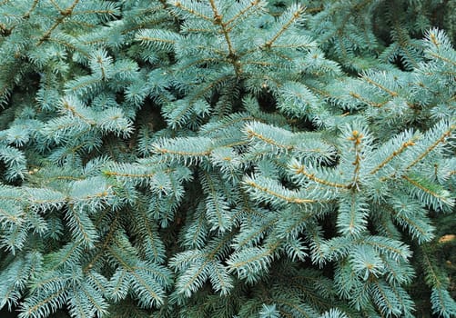Close up of a blue spruce tree.