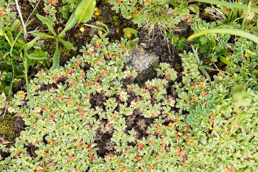 Natural alpine covering at an altitude of 3,000 m above sea level