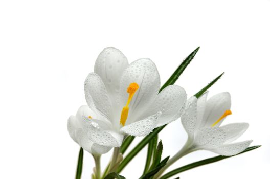 Close up on the pistil and stamens of white crocus flower with water drops