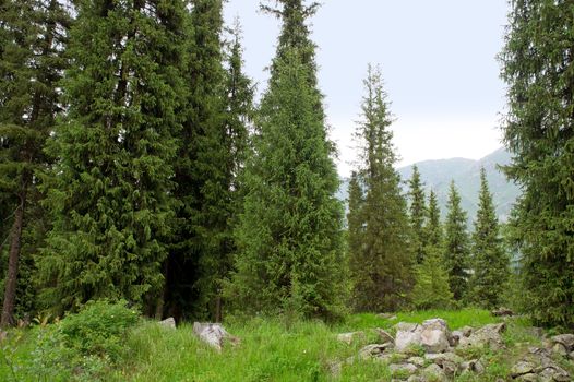 Summer alpine forests - fir forest in mountains
