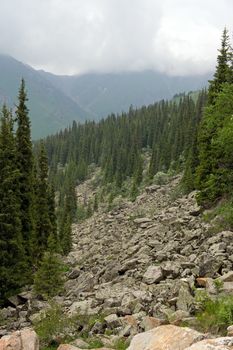Summer alpine forests - fir forest in mountains