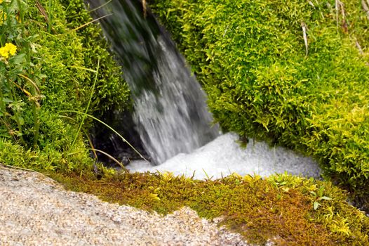 Forest stream in mountains running over mossy rocks
