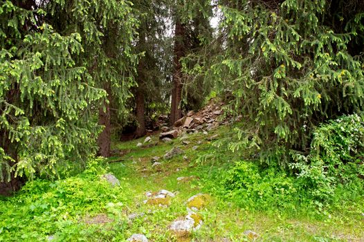 Summer alpine forests - fir forest in mountains
