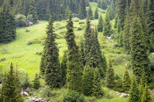 Summer alpine forests - fir forest in mountains