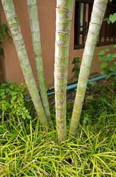 Green bamboo stems plants in the garden