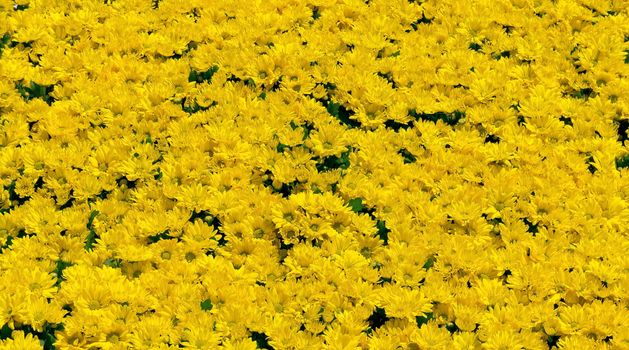 Yellow daisy flower texture in sunny day