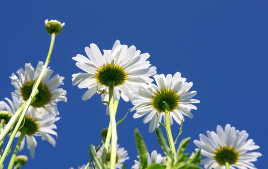 Wild camomiles on a blue sky background. 