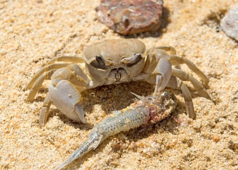 Large crab eats a fish on the beach