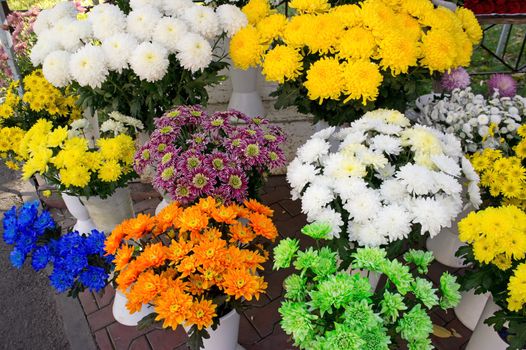 Chrysanthemums at a street market