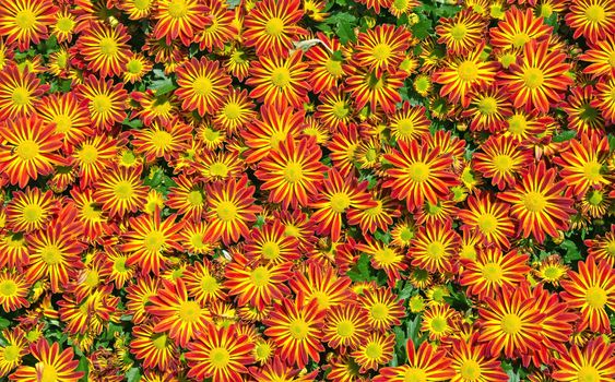 Red-yellow daisy flower texture in sunny day