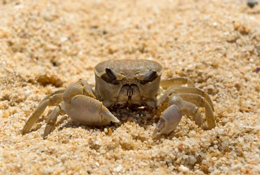 Large crab on the beach, Koh Samui, Thailand