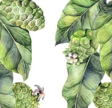 Watercolor painted illustration of noni fruits - leaves, fruits and flower buds. Illustrations on white background.