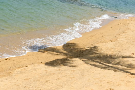 The shadow of the palm trees on a tropical beach