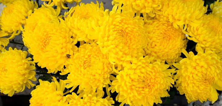 Background closeup of unwrapped yellow chrysanthemums flowers