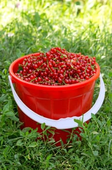 Fresh red currants in a plastic basket
