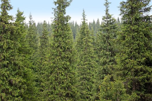 Full image of coniferous trees in alps - backgrounds 