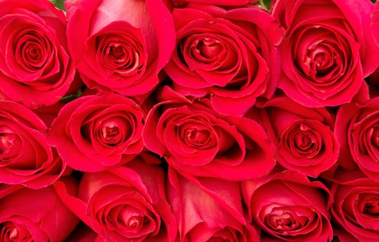Red natural roses background close up