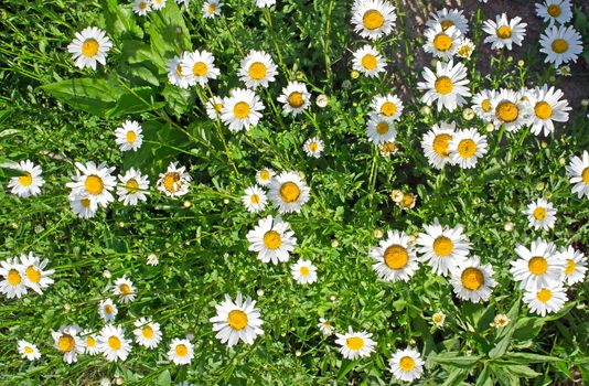 Camomile flowers texture on a sunny day