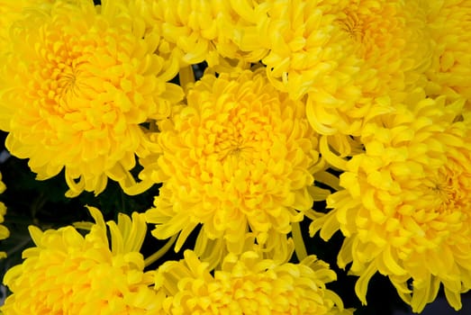 Background closeup of unwrapped yellow chrysanthemums flowers