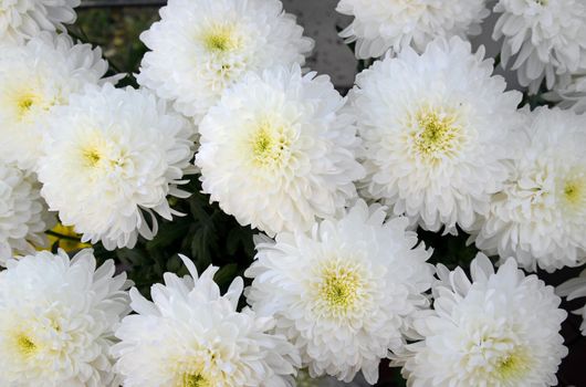 Background closeup of unwrapped white chrysanthemums flowers