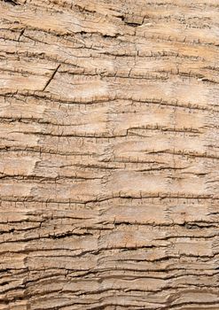 Detail of a trunk of coconut palm tree background