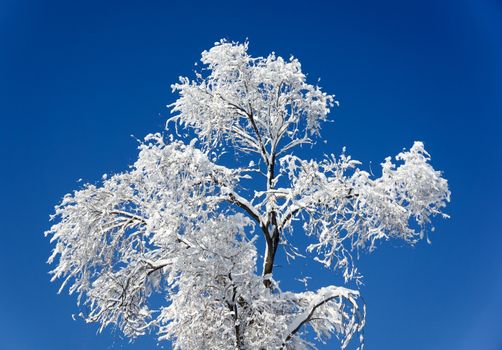 Winter forest tree covered with snow